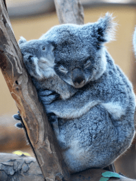 2-cute-animal-hugs-4-6-7-8-9-3-2-5-4-2-3-7-5-4-1